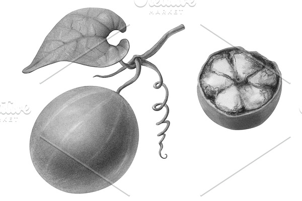 Monk Fruit Pencil Illustration