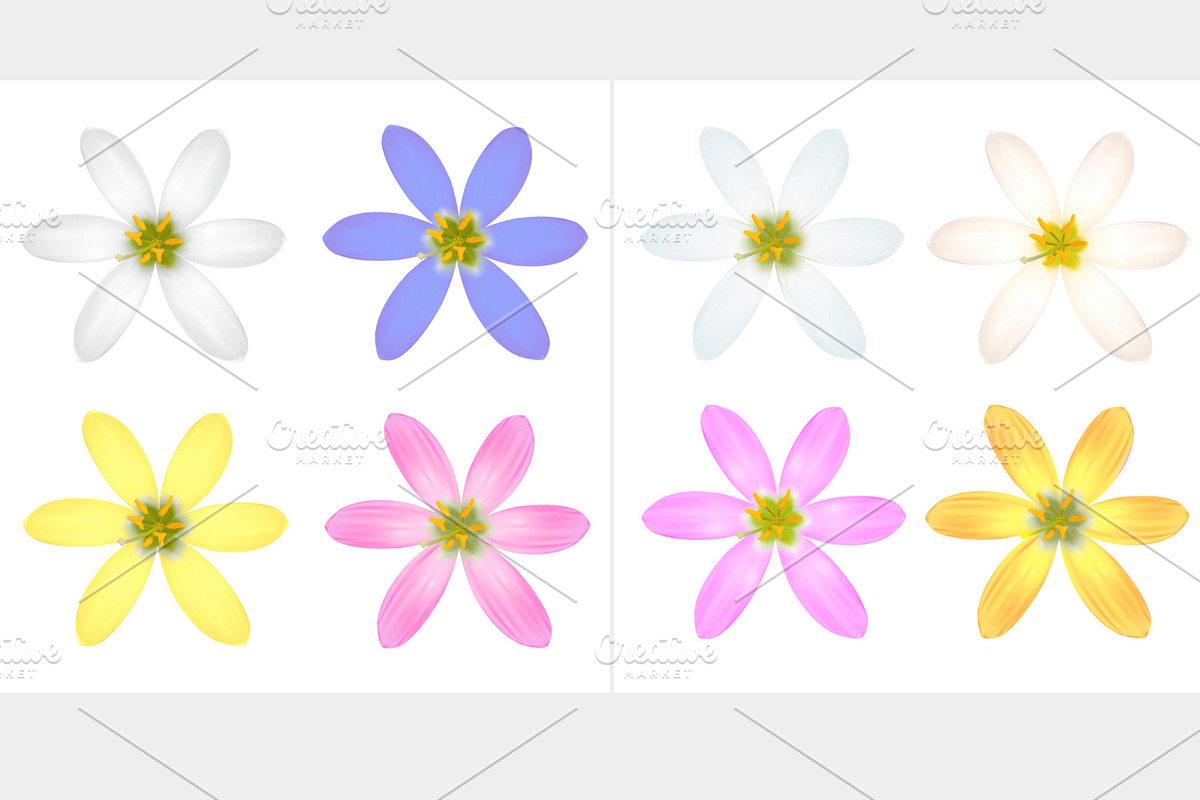 Set of Petal Flower. in Objects - product preview 8