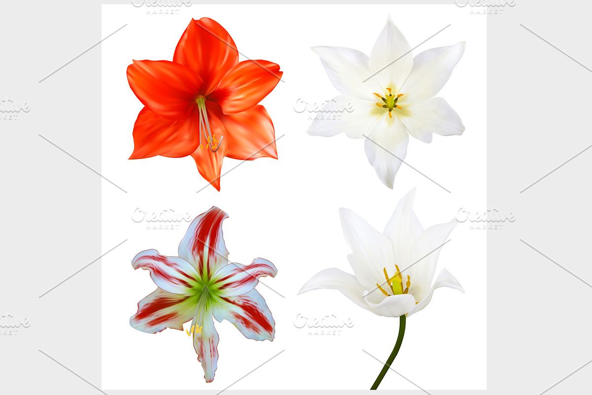 Set flowers. Photo-realistic Vector in Objects - product preview 8