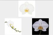 White flower of Orchid