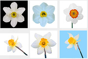 set illustration Jonquil flower