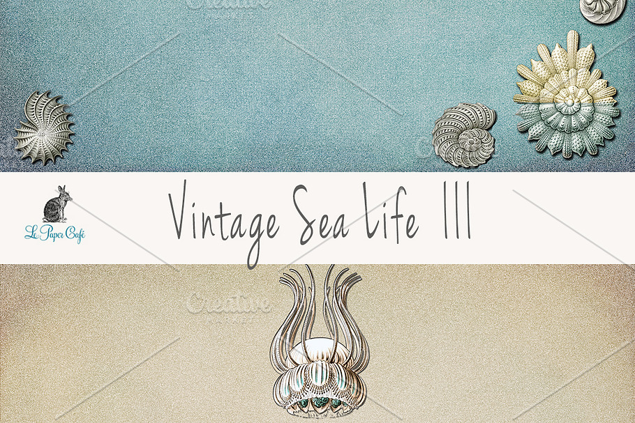 Vintage Sea Life III Papers