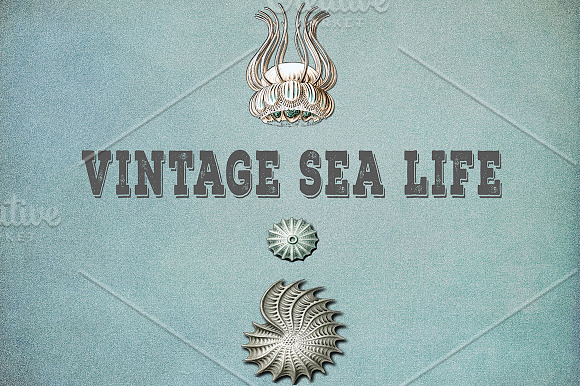 Vintage Sea Life III Papers in Textures - product preview 1