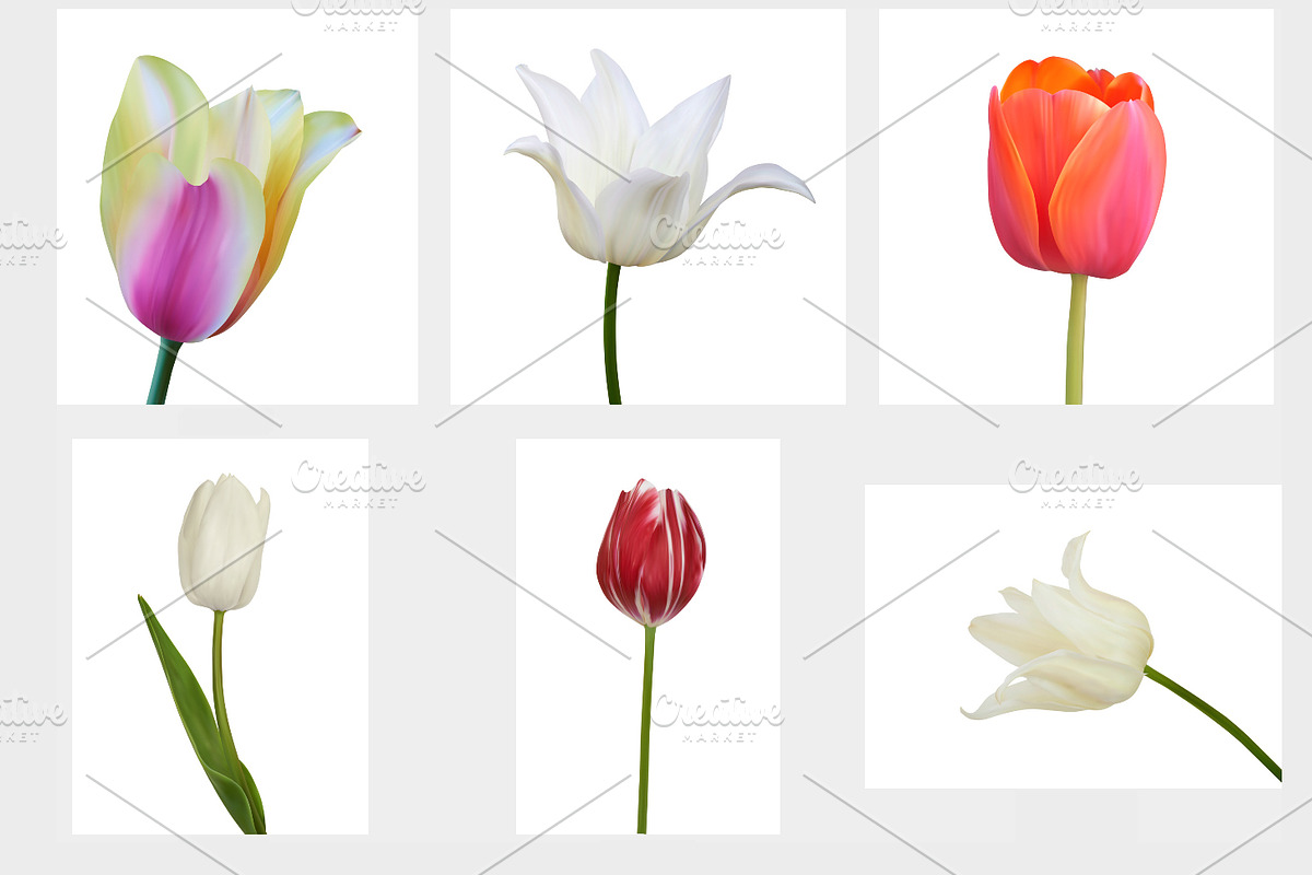Set of Tulip. Vector illustration in Objects - product preview 8