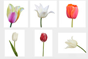 Set of Tulip. Vector illustration