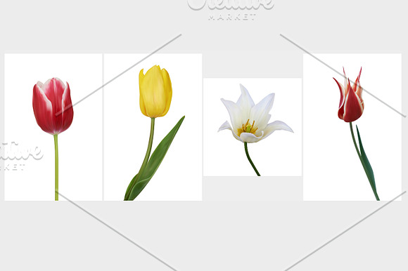 Set of Tulip. Vector illustration in Objects - product preview 1