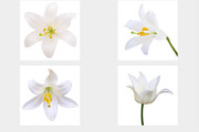 Vector - White lily. Photo-realistic