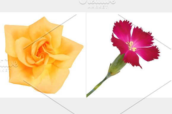 Set of flowers. Photo-realistic in Objects - product preview 1