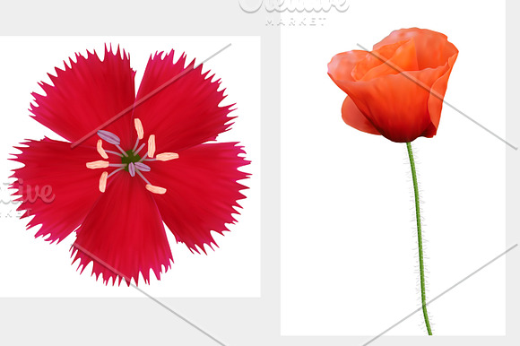 Set of flowers. Photo-realistic in Objects - product preview 2