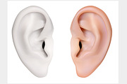 Human Ear. Vector