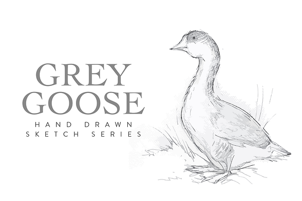 Hand Drawn Grey Goose Sketch