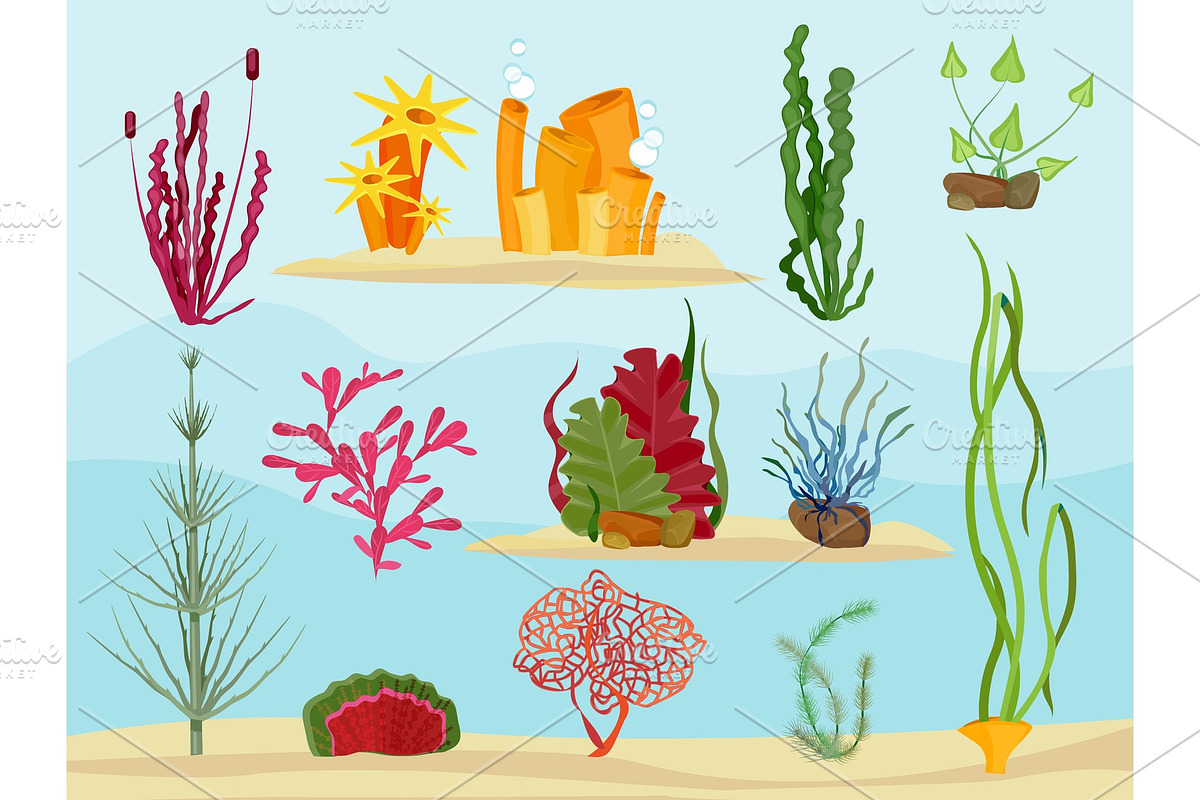 Seaweed underwater. Wildlife marine in Graphics - product preview 8
