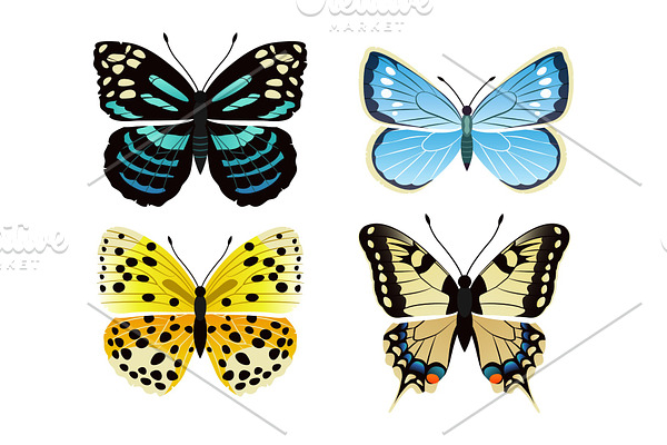Butterflies Types Set of Icons