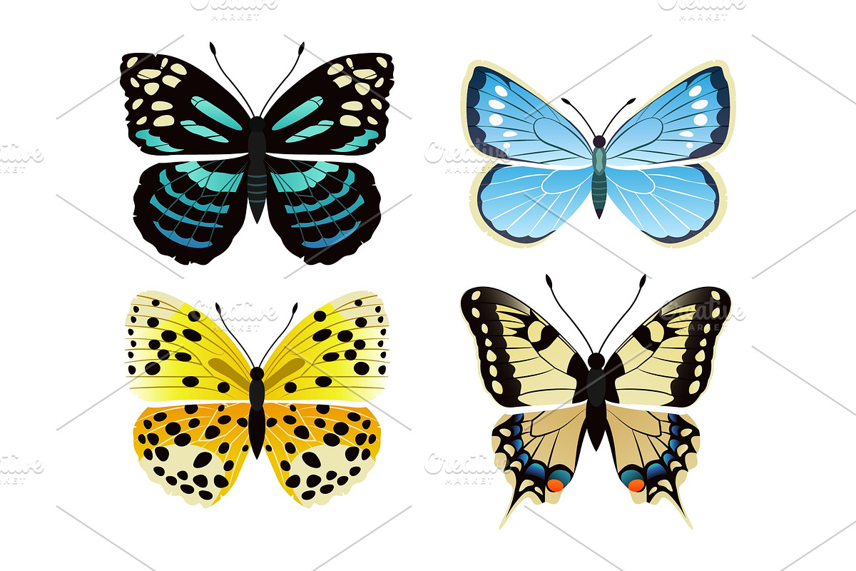 Butterflies Types Set of Icons in Illustrations - product preview 8
