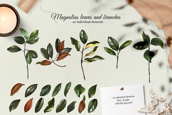 Magnolias hand drawn botanical set in Illustrations - product preview 2
