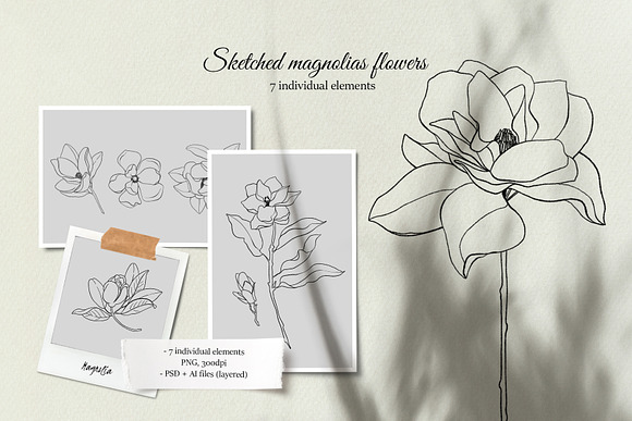 Magnolias hand drawn botanical set in Illustrations - product preview 4