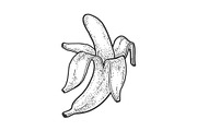 Peeled banana sketch vector