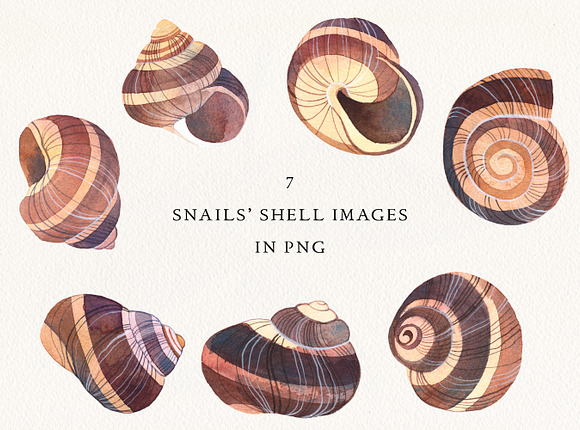 Snails' Shells Watercolor Collection in Illustrations - product preview 1