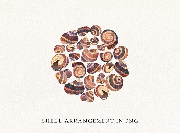 Snails' Shells Watercolor Collection in Illustrations - product preview 4