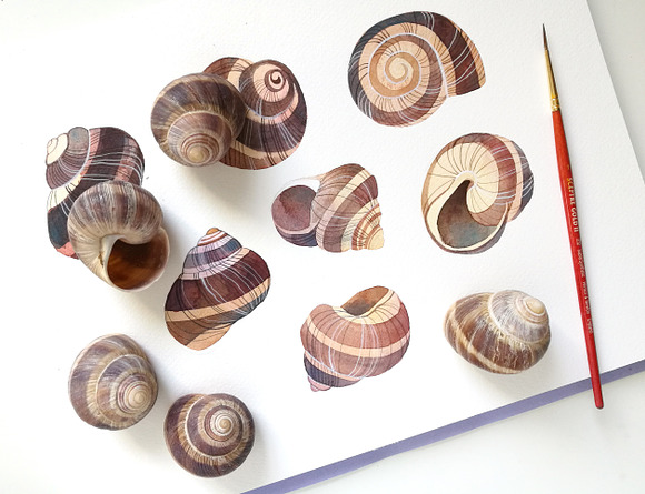Snails' Shells Watercolor Collection in Illustrations - product preview 7