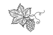 hop beer ingredient sketch vector