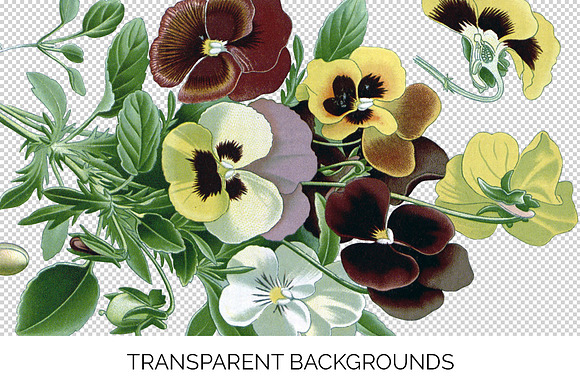 Pansy Clipart Flowers in Illustrations - product preview 2