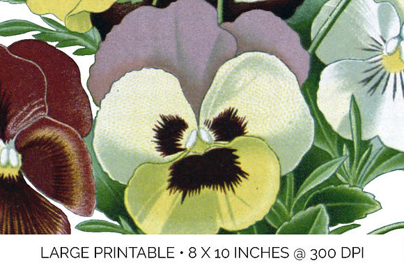 Pansy Clipart Flowers in Illustrations - product preview 4