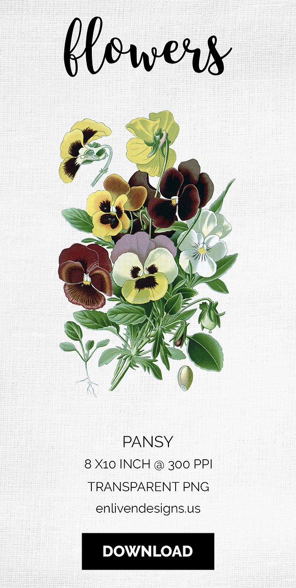 Pansy Clipart Flowers in Illustrations - product preview 8