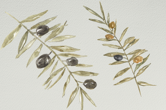 Watercolor Olive Branches in Illustrations - product preview 2