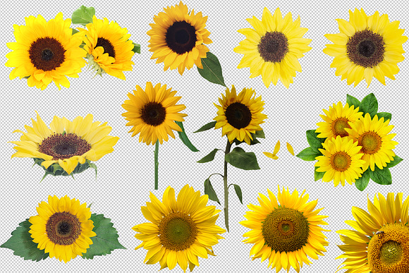 80 Sunflower Photo Overlays Backdrop in Objects - product preview 7