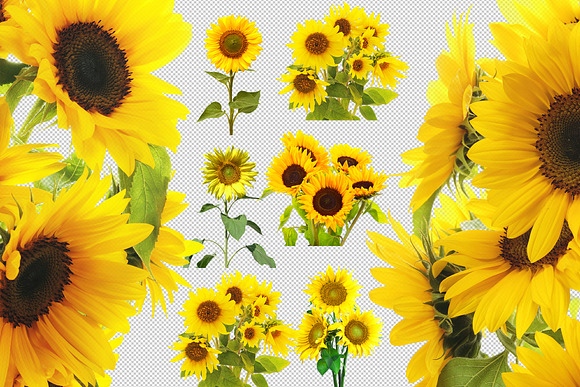 80 Sunflower Photo Overlays Backdrop in Objects - product preview 8