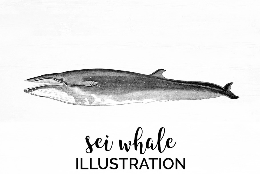 Whale Clipart Vintage in Illustrations - product preview 8