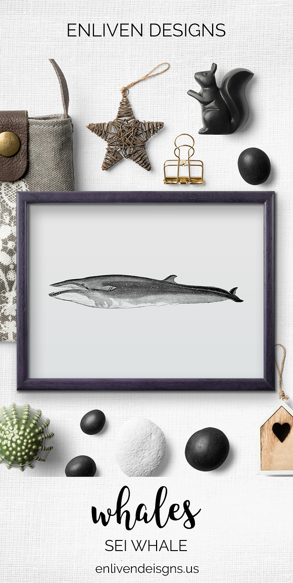 Whale Clipart Vintage in Illustrations - product preview 2