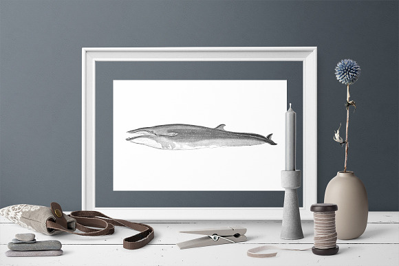 Whale Clipart Vintage in Illustrations - product preview 6