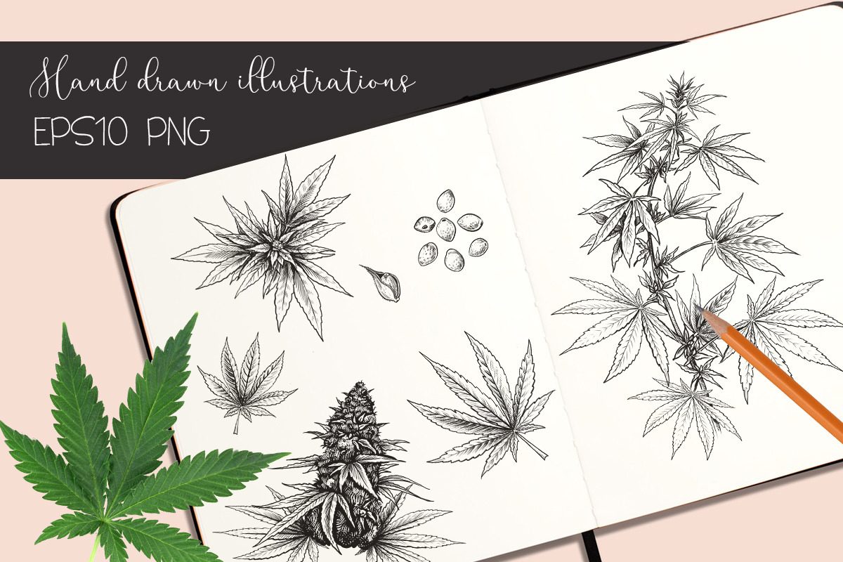 Cannabis hand drawn. Hemp seeds in Illustrations - product preview 8