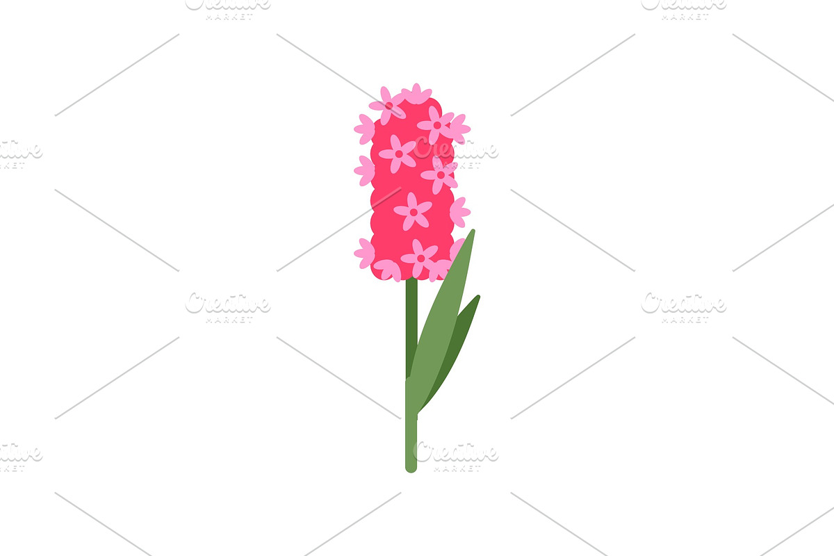 Pink Hyacinthus with Small Flowering in Illustrations - product preview 8