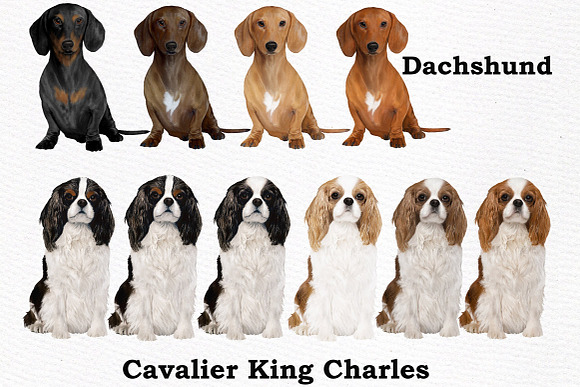 Dogs Clipart Dog breeds Pet clipart in Illustrations - product preview 2
