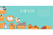 Cats in cardboard transportation