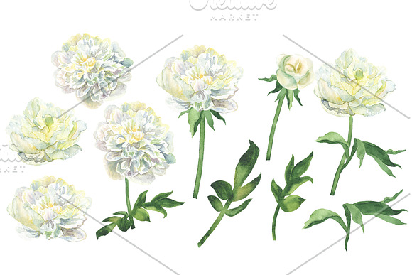 White Watecolor Peonies (PNG) in Illustrations - product preview 1