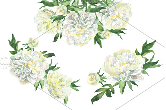 White Watecolor Peonies (PNG) in Illustrations - product preview 2