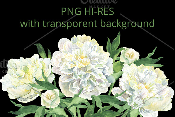 White Watecolor Peonies (PNG) in Illustrations - product preview 3