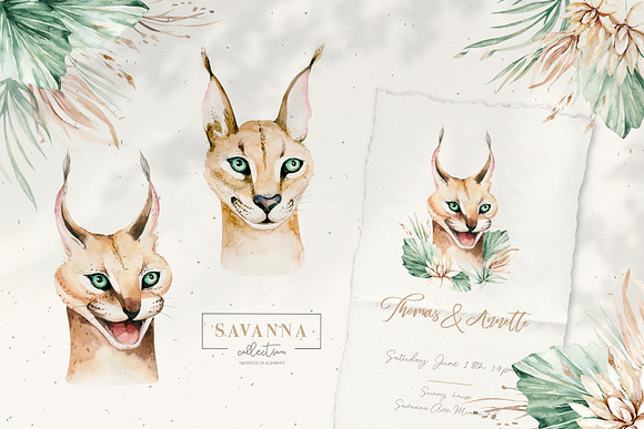 Stay Wild. Savanna collection in Illustrations - product preview 3