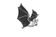 flying bat sketch illustration