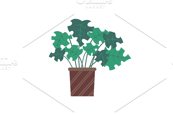Plant for Room Decoration, Foliage