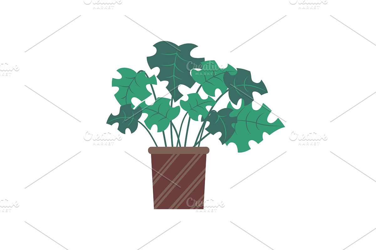 Plant for Room Decoration, Foliage in Illustrations - product preview 8