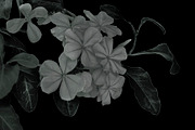 Black Background with Flowers Top Bo