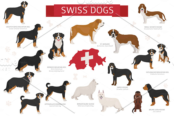 Swiss dog breeds