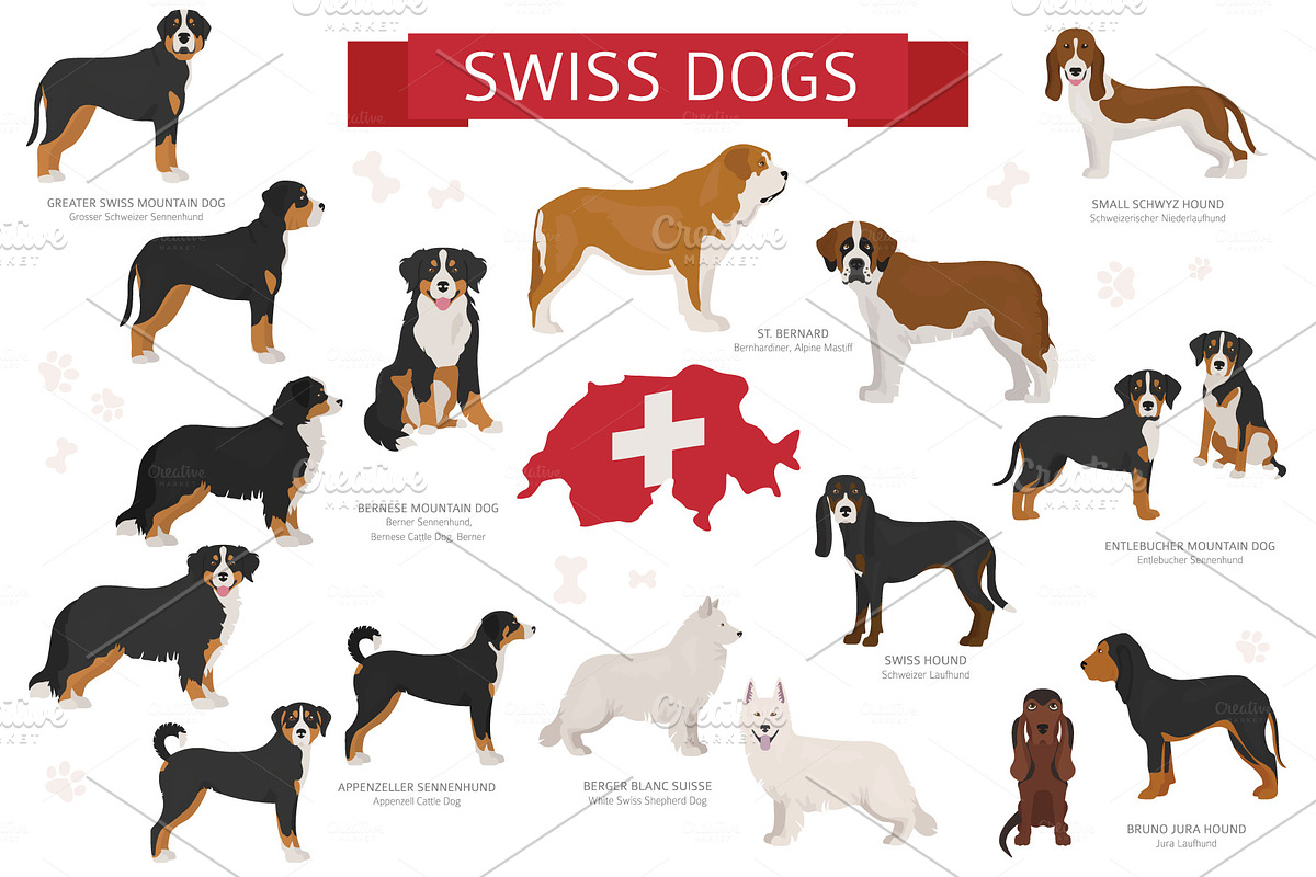 Swiss dog breeds in Illustrations - product preview 8