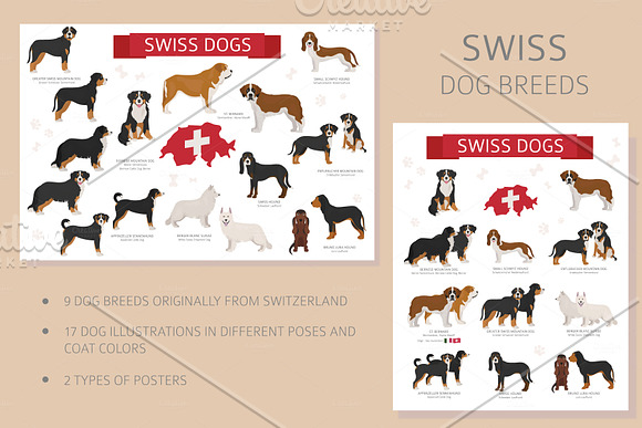 Swiss dog breeds in Illustrations - product preview 1