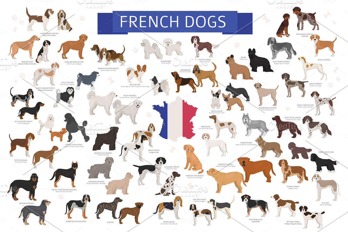 French dog breeds in Illustrations - product preview 8